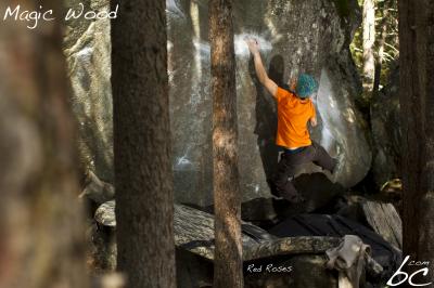 Georg in "Red Roses"